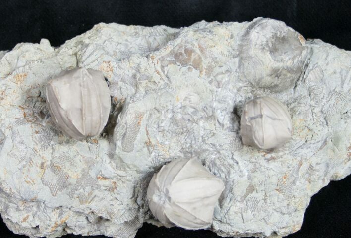 Multiple Blastoid (Pentremites) Plate - Illinois #10656